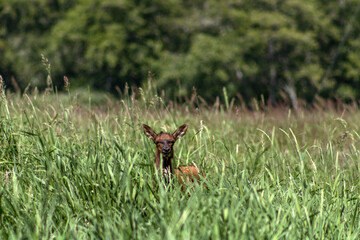Elk in Elk Meadow at Redwood State and National Parks