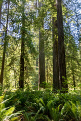 Fototapeta na wymiar Redwood Tree at Lady Bird Grove in Prairie Creek Redwood State Park