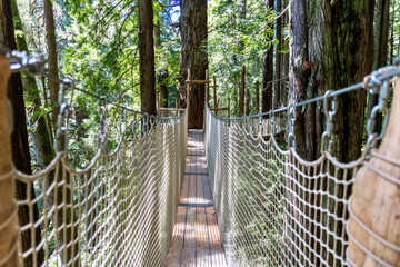 Trees of Mystery Canopy Trail in Redwood Canopy in California