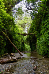 Fern Canyon in Prairie Creek Redwoods State Park in California