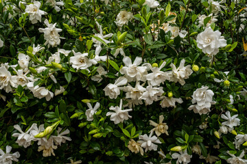 Many Different Gardenia Blooms At Different Stages Of Life