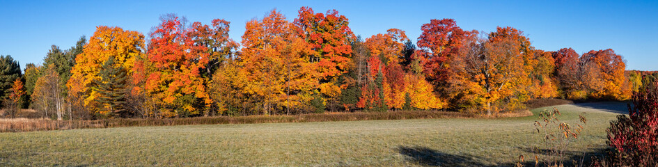 Colorful Wisconsin forest next to a cut hay field