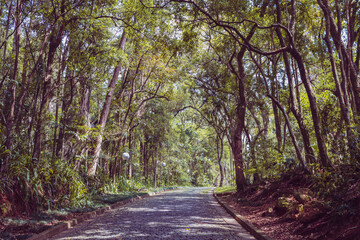 Caminho de tijolos no parque. Parque na tarde de primavera.