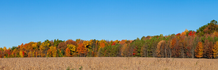 Colorful Wisconsin forest with a blue sky