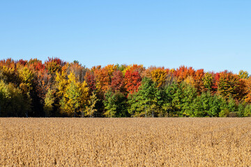 Colorful Wisconsin forest with a blue sky