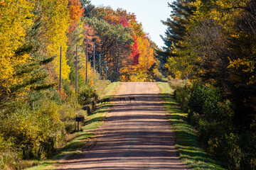 Fototapeta na wymiar Deer crossing a gravel road going through a colorful Wisconsin forest
