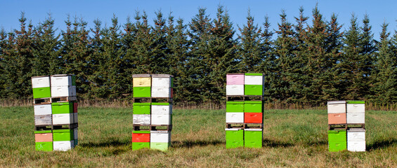 Row of clorful bee hive boxes in a Wisconsin field