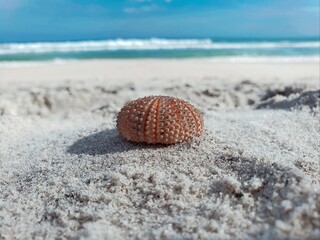 shell on the beach