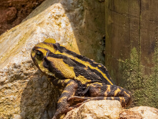 Cute frog sunbathing on rocks (Rhinella diptycha).