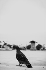 pigeon on the beach