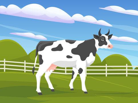 Cute white and black spotted cow on meadow with green grass. Farm animal with horns and udder grazing in pasture. Cow walking on rural land. Charming domestic cattle for dairy products production