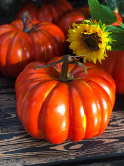 Colorful pumpkins and a sunflower on the dark wooden background 