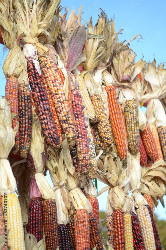 Wall mural indiana dry corns