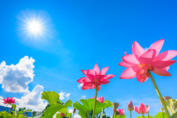 Fototapeta na wymiar pink lotus flowers and sky