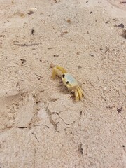 frog on the sand