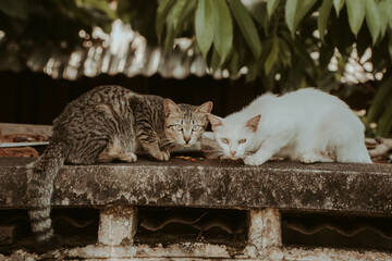 animal, cats, river, lake, fish