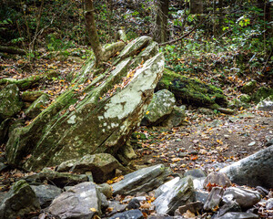 stump in the forest