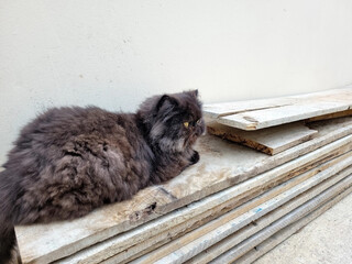 Gato preto/cinza da raça persa deitado em madeiras de construção. - obrazy, fototapety, plakaty
