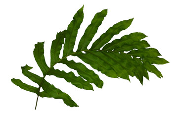 Dark green leaves of monstera or split-leaf philodendron © gunungkawi