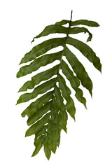 Dark green leaves of monstera or split-leaf philodendron © gunungkawi
