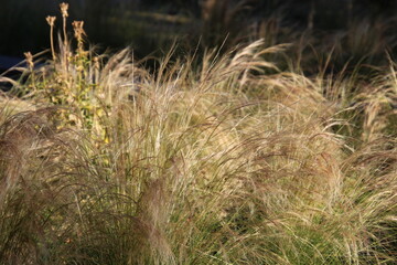grass in the wind, U of A Botanic Gardens, Devon, Alberta