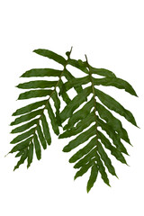Dark green leaves of monstera or split-leaf philodendron