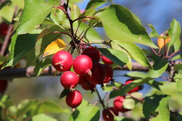 red cherries on a tree