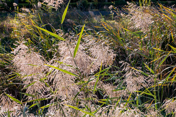 The beautiful reed flowers in autumn