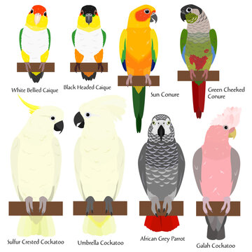 pet parrots bundle