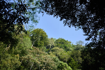 Ventana natural de vegetación formada por arboles en la selva junto al cielo celeste y despejado