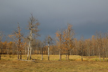 October In The Forest, Elk Island National Park, Alberta