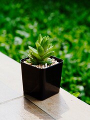 Cactus, Small tree in a pot. 