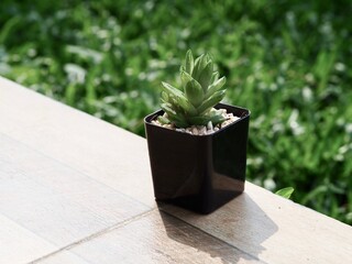 Cactus, Small tree in a pot. 
