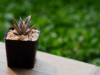 Cactus, Small tree in a pot. 