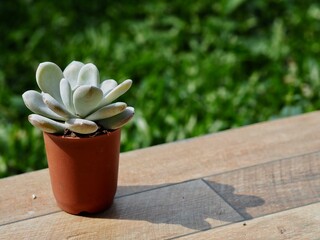 Cactus, Small tree in a pot. 