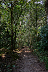 Fototapeta na wymiar path in the woods with many trees and plants in the Jungle 