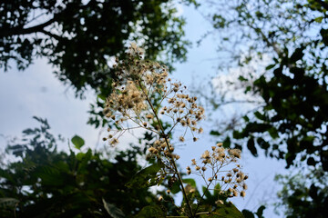 Detail of Little white Flowers in front of bunch of trees