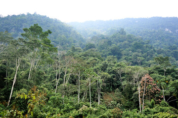 Fototapeta na wymiar Landscape of many trees located in a green Mountain in the Peruvian rainforest 