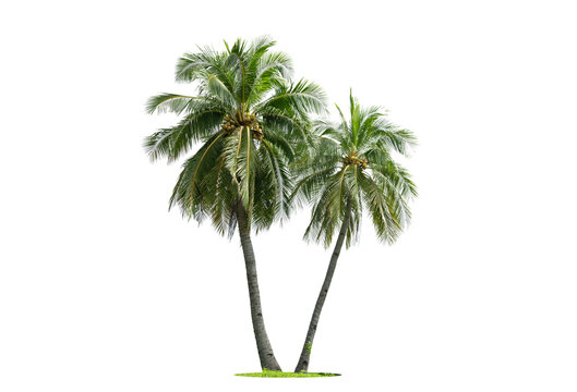 Coconut palm tree isolated on white background. Suitable for use in architectural design or Decoration work.