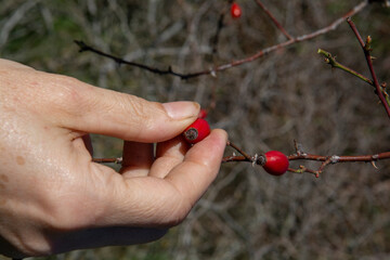 Woman picking fruit of rose hip. Close up of female hand harvesting Rosa canina berries.