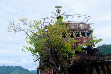 Close up of a shipwreck on the shoreline of remote tropical island with a tree growing aboard the...