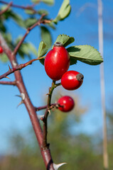 Red fruits of rose hips or dog rose. Rosa canina in the autumn.