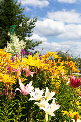 Different colorful garden flowers bloom in the garden under bright sunlight. Flowering of lilies, daisies