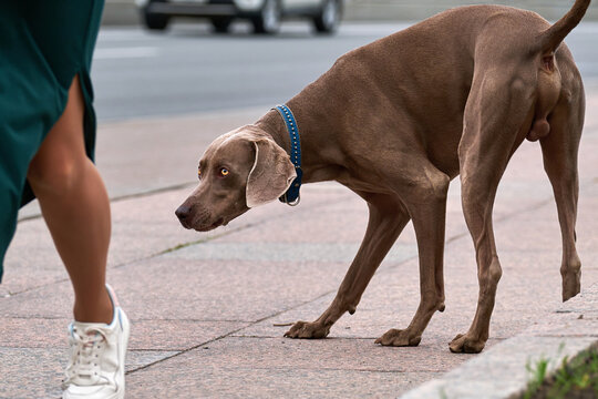 The Weimaraner dog sticks its nose under the skirt of a passer-by girl. Curious Cable.