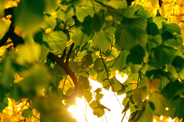 Yellow-green foliage on a tree in autumn on a bright sunny day. Linden leaves background.