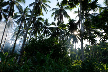 Looking up at tall coconut palm trees with sunlight shining through palm leaves traveling off the...