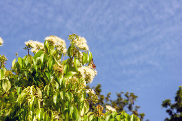 Aniseed Myrtle, Syzygium anisatum, ringwood and aniseed tree, with an aromatic leaf - obrazy, fototapety, plakaty