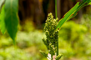 Close up of Sorghum bicolor, renewable energy solution. Selected focus