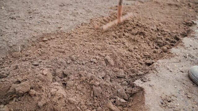 Leveling the soil of a plowed vegetable garden with a rake close-up. Crushing breasts and clods of bed soil in the spring,before the planting season.Preparing the farmer for production and cultivation