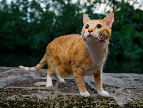 Photo of a domestic short hair orange tabby in the park. Lit with strobe flash